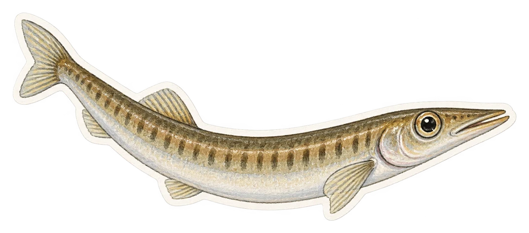 Le lançon commun (Ammodytes tobianus)
