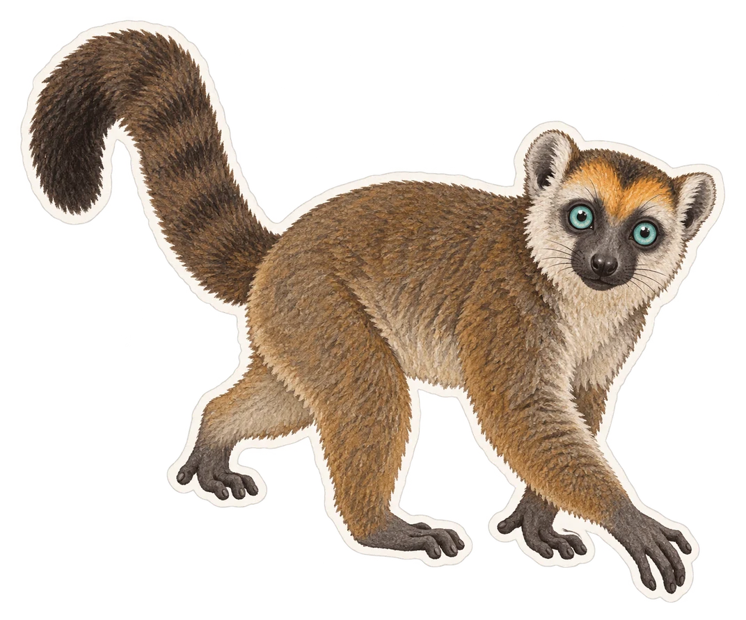 Le lémur aux yeux turquoise (Eulemur flavifrons)