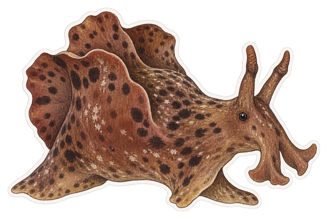 Le lièvre de mer de Californie (Aplysia californica)