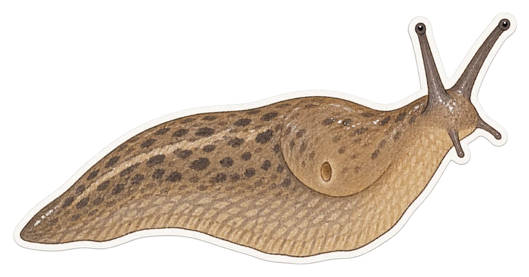 La limace agreste (Deroceras agreste)
