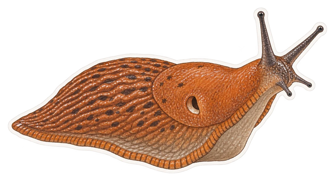 La limace espagnole (Arion vulgaris)