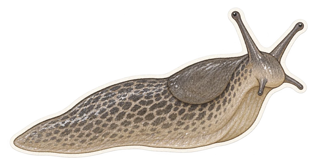 La limace grise (Deroceras reticulatum)