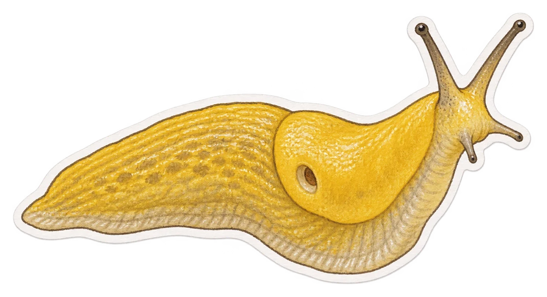 La limace jaune (Limacus flavus)
