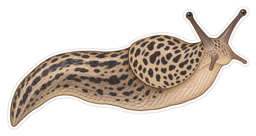 La limace léopard (Limax maximus)