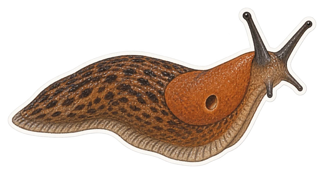 La limace lusitanienne (Arion lusitanicus)