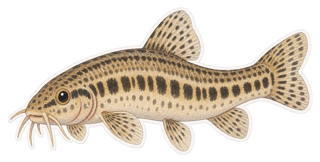 La loche de rivière (Cobitis taenia)