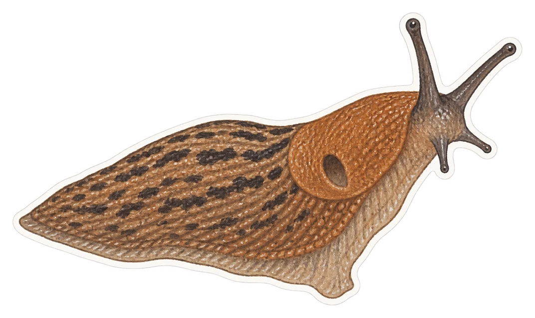 La loche des jardins (Arion hortensis)