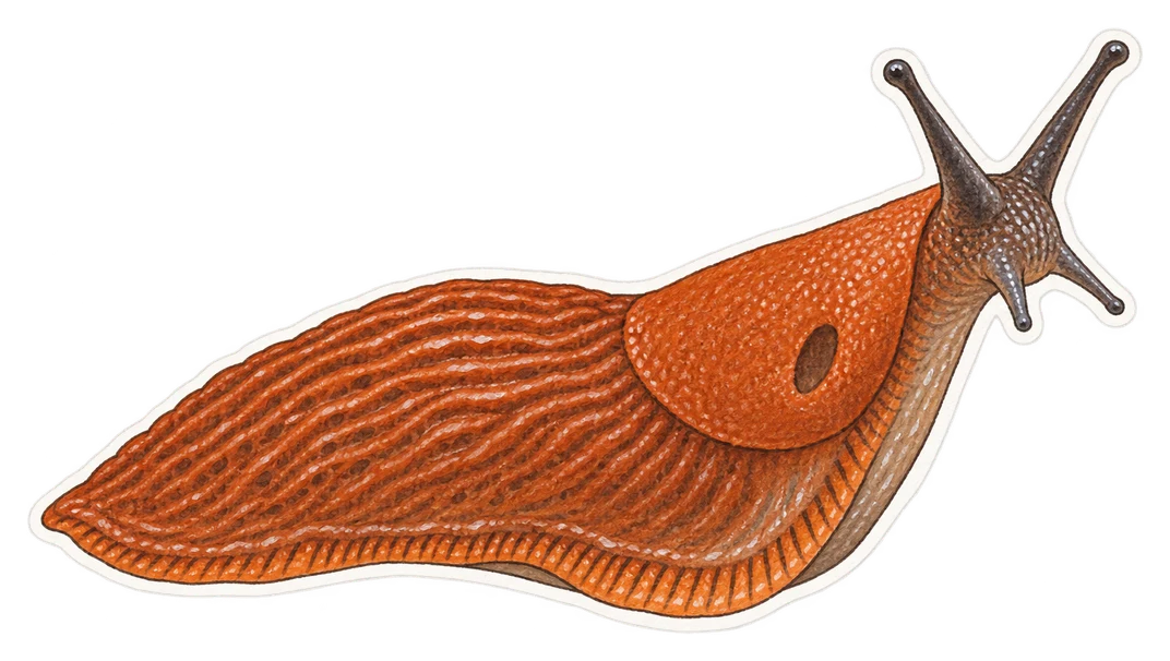 La loche rouge (Arion rufus)