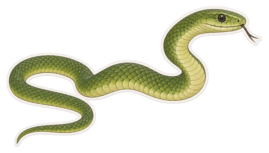 Le mamba vert occidental (Dendroaspis viridis)