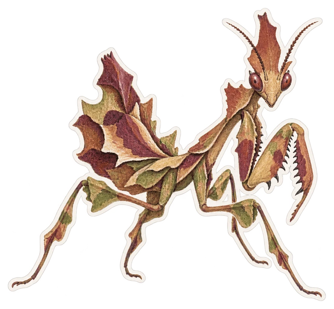 La mante diabolique (Idolomantis diabolica)