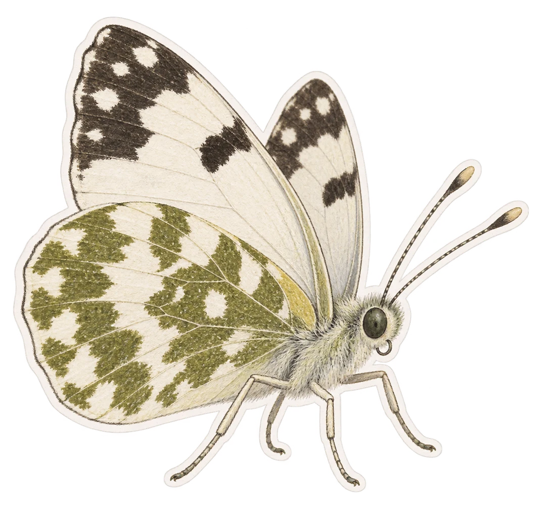 Le marbré de Fabricius (Pontia edusa)