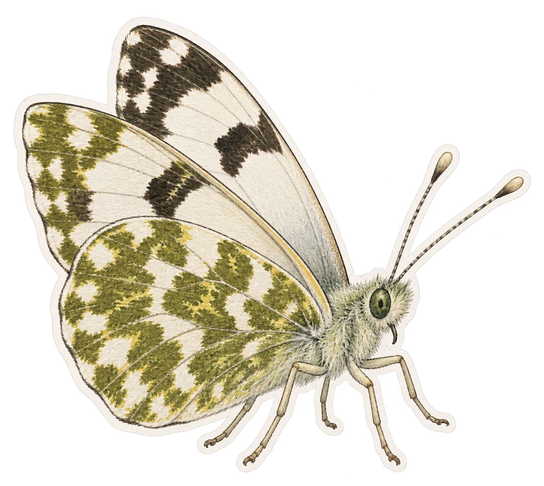 Le marbré-de-vert (Pontia daplidice)