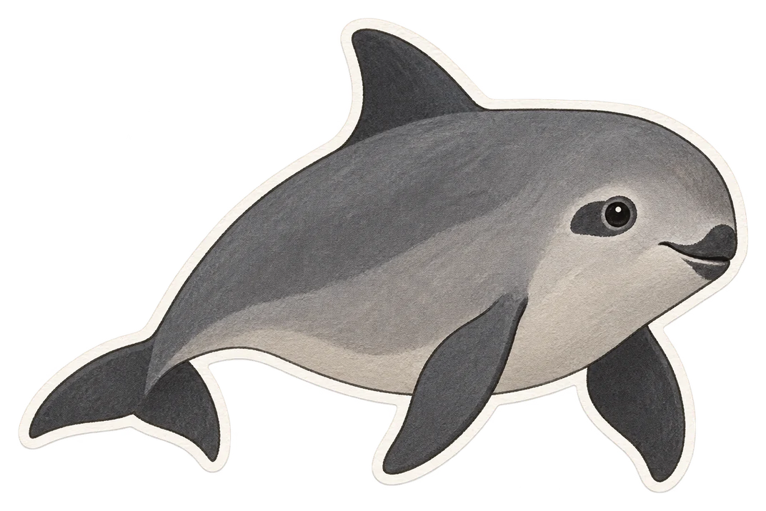Le marsouin du golfe de Californie (Phocoena sinus)