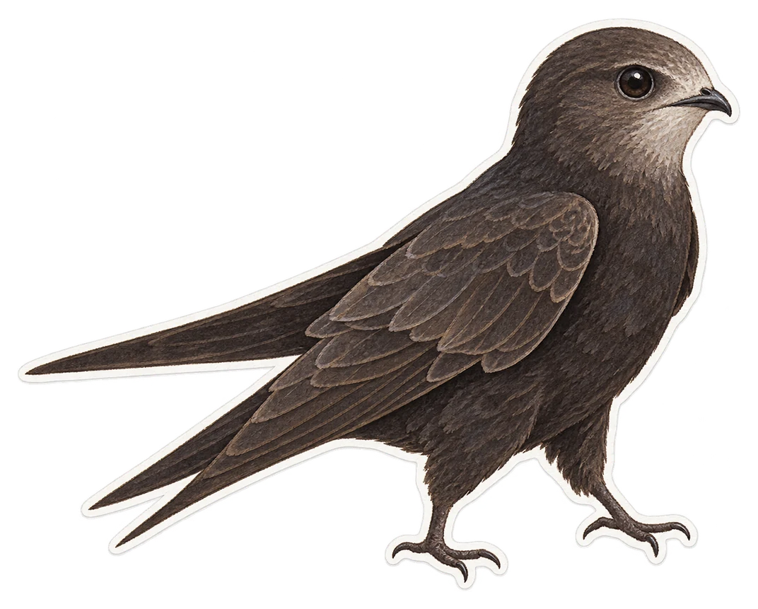 Le martinet noir (Apus apus)