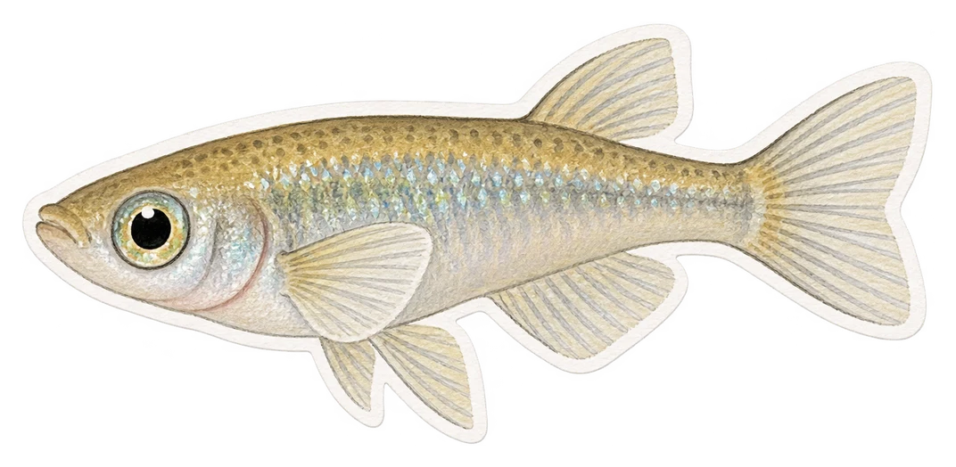 Le médaka (Oryzias latipes)