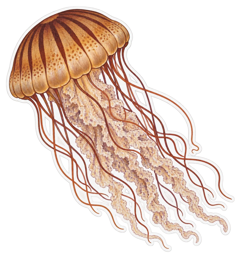 La méduse noire (Chrysaora achlyos)