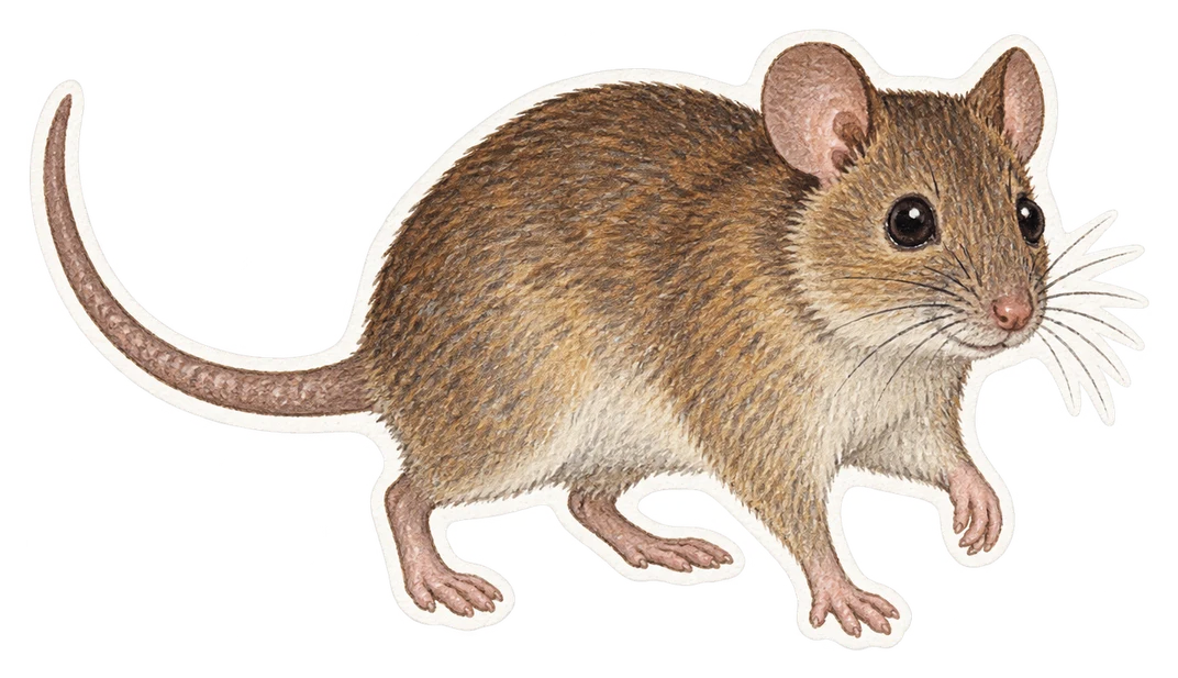 Le mélomys de Bramble Cay (Melomys rubicola)