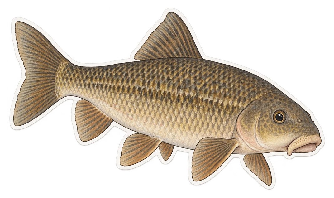 Le meunier noir (Catostomus commersonii)