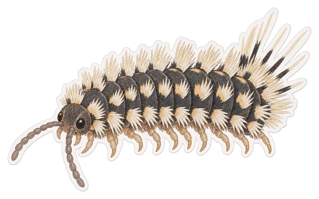 Le mille-pattes hérissé (Polyxenus lagurus)