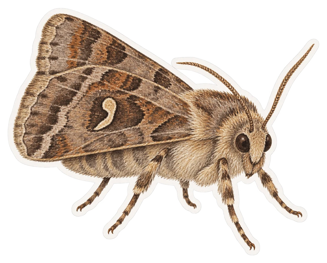 Le monoglyphe (Apamea monoglypha)