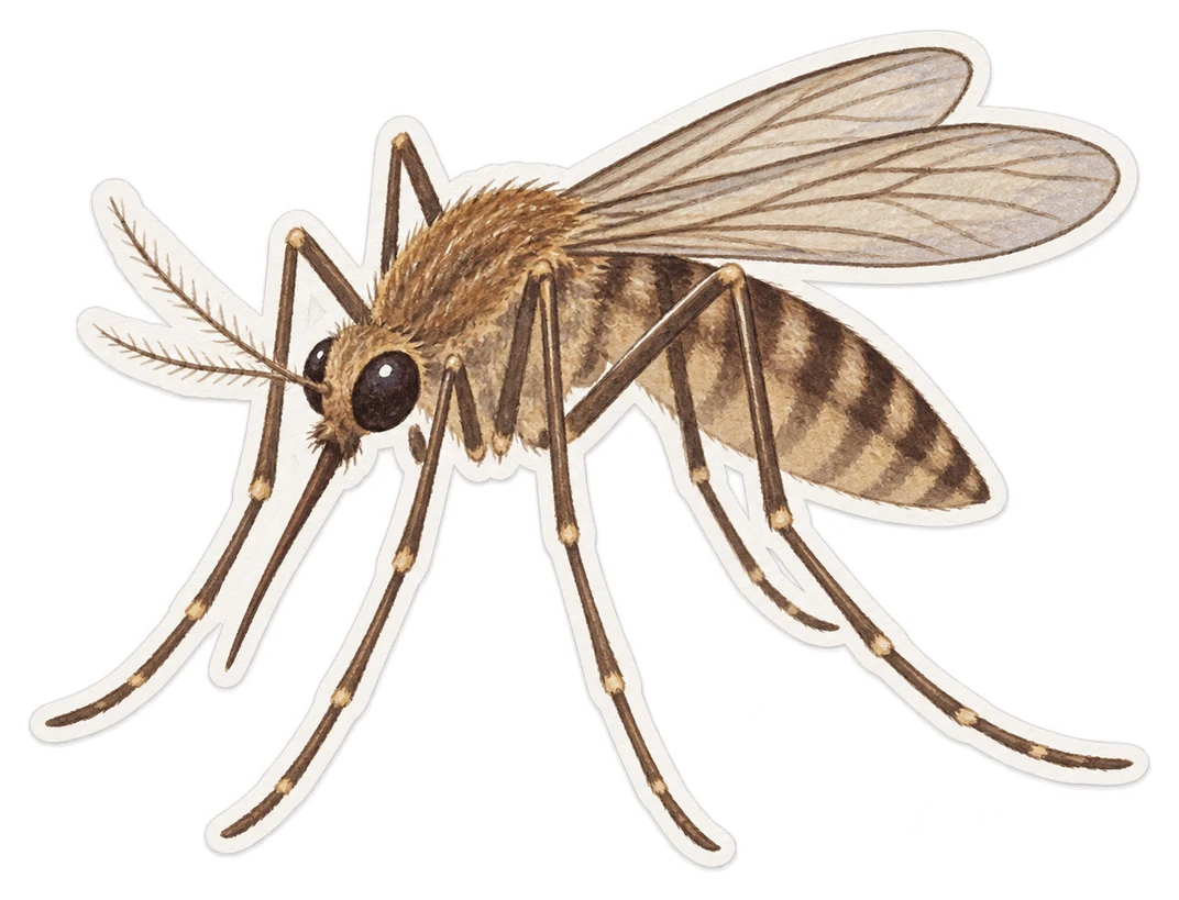 Le moustique commun (Culex pipiens)