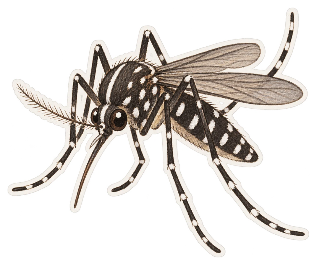 Le moustique tigre (Aedes albopictus)