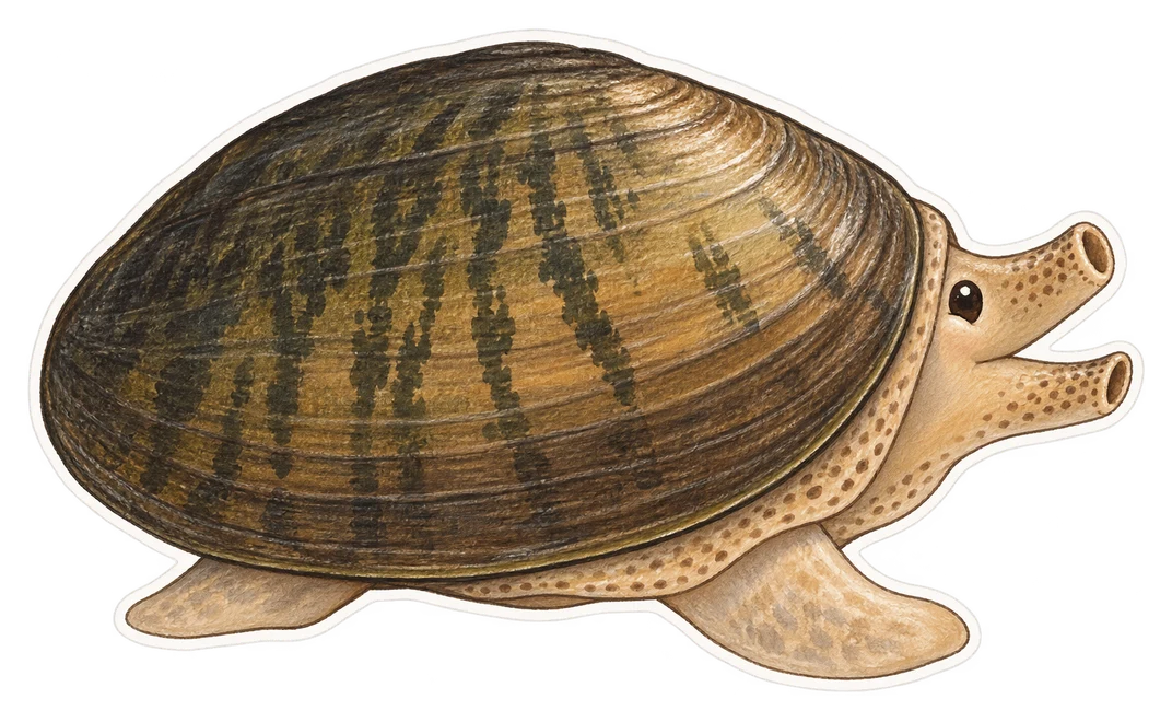 La mulette méridionale (Unio mancus)