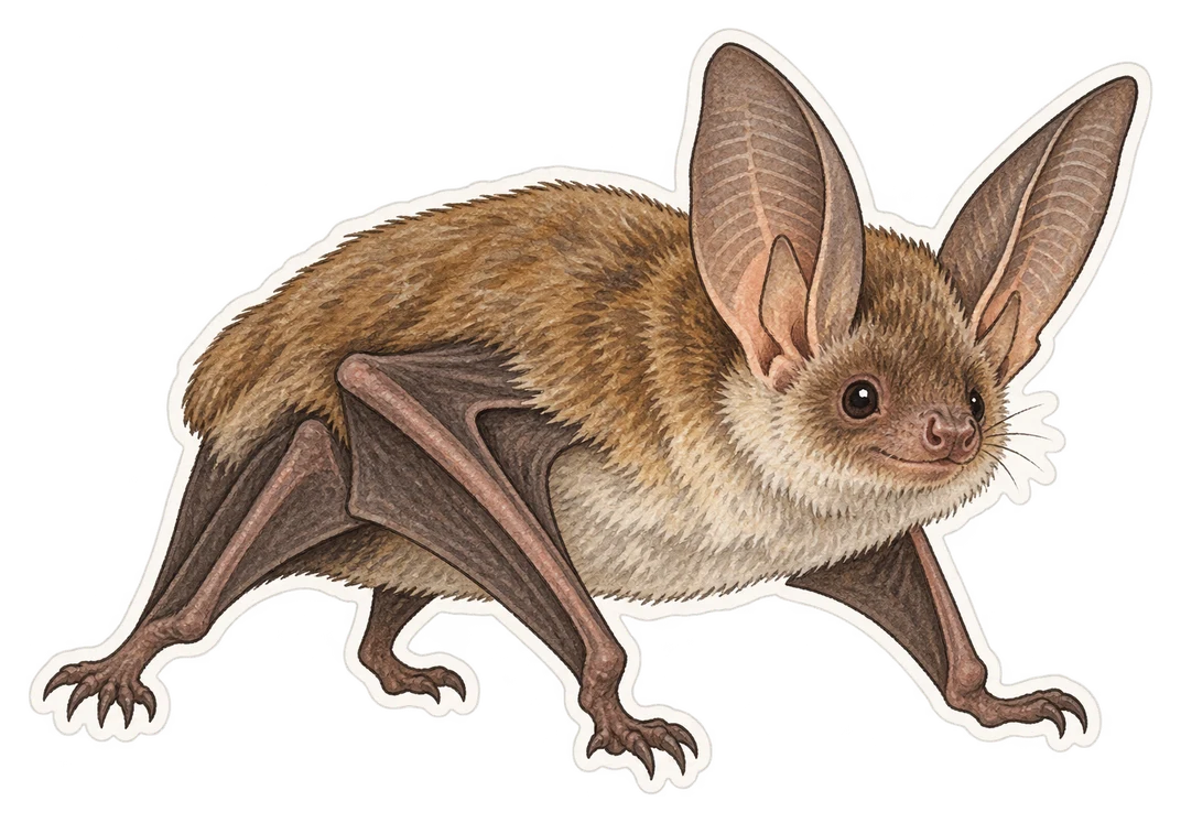 Le murin de Bechstein méridional (Myotis punicus)
