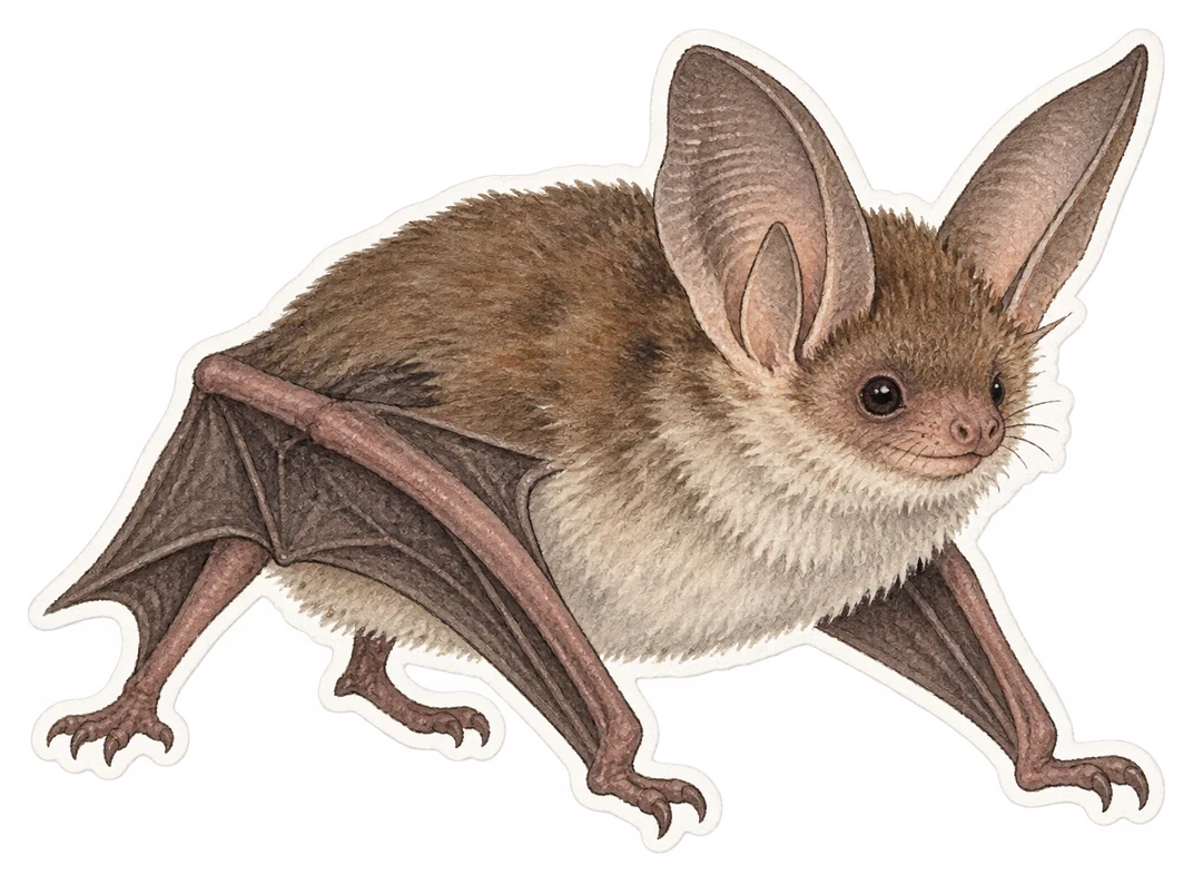 Le murin de Natterer (Myotis nattereri)