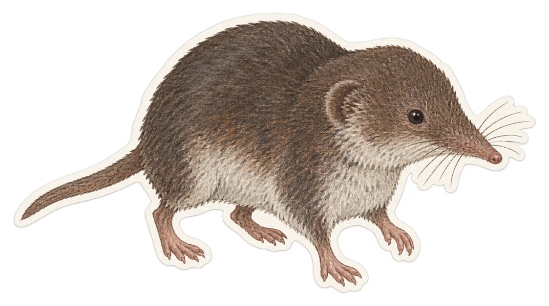 La musaraigne carrelet (Sorex araneus)