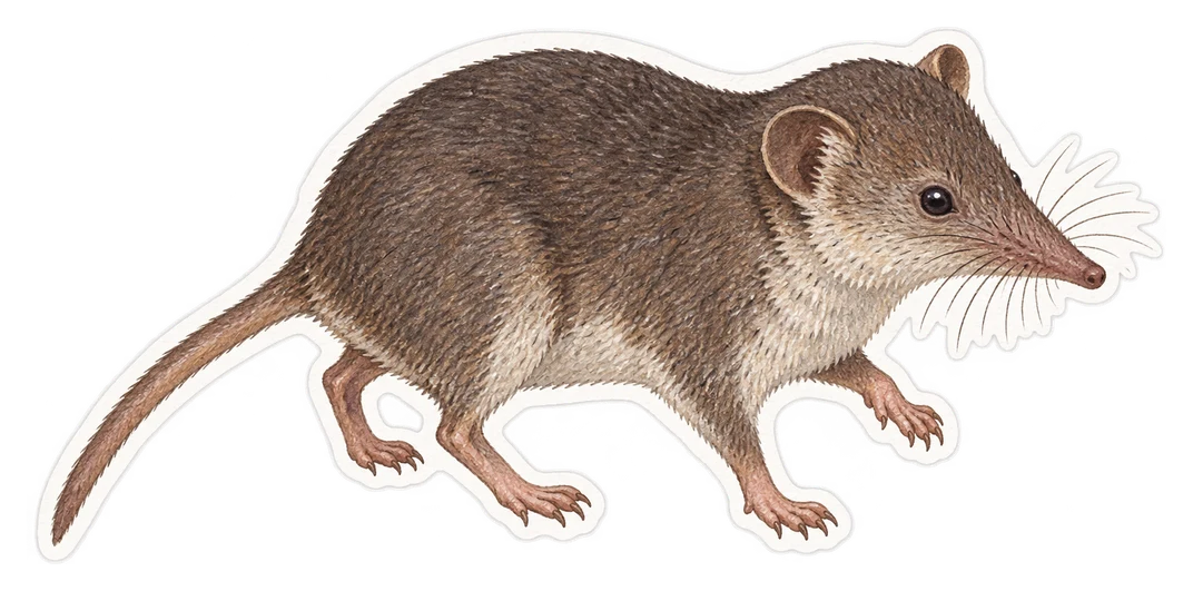 La musaraigne des jardins (Crocidura suaveolens)