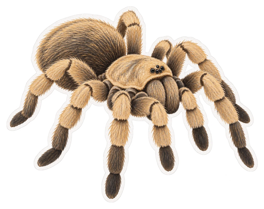 La mygale blonde d’Arizona (Aphonopelma chalcodes)