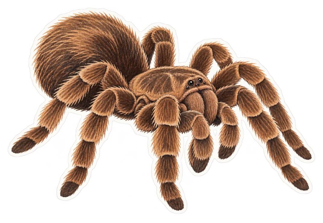 La mygale goliath (Theraphosa blondi)