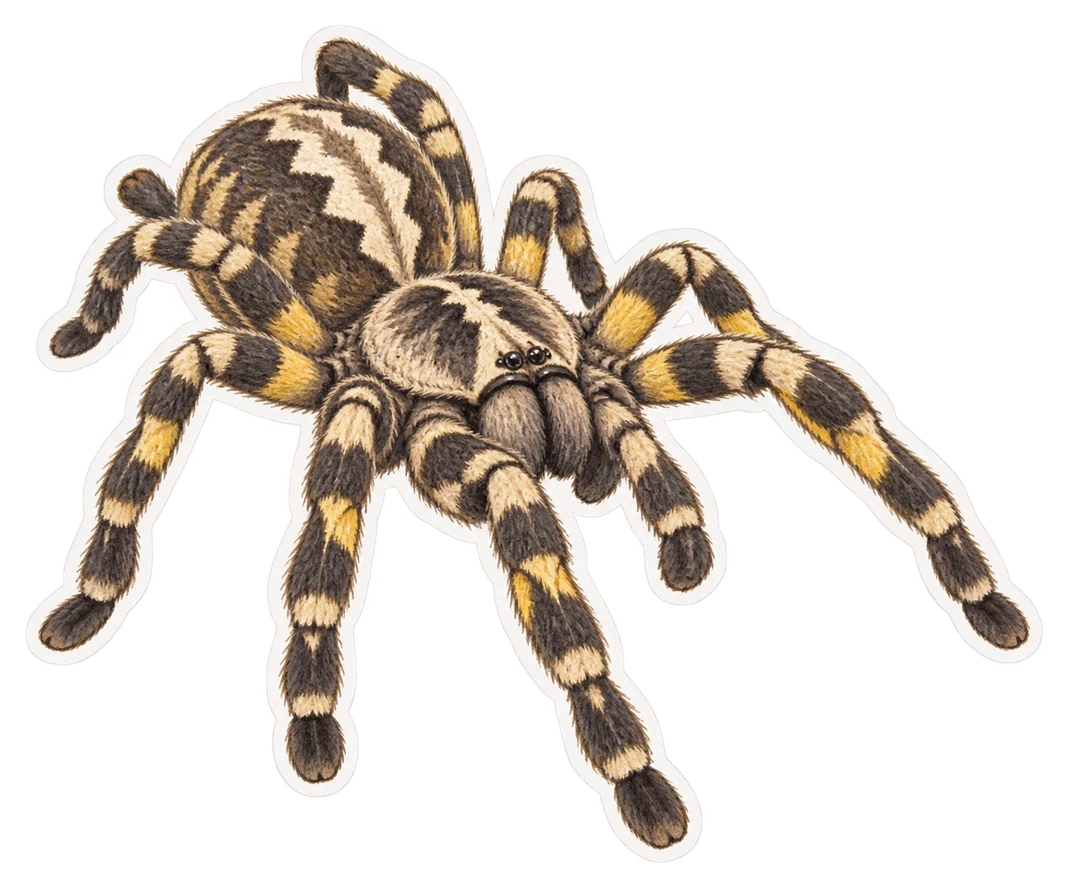 La mygale ornementale indienne (Poecilotheria regalis)