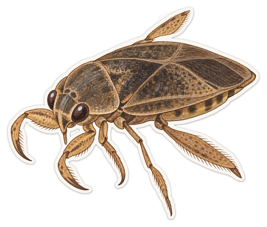 Le naucore (Ilyocoris cimicoides)