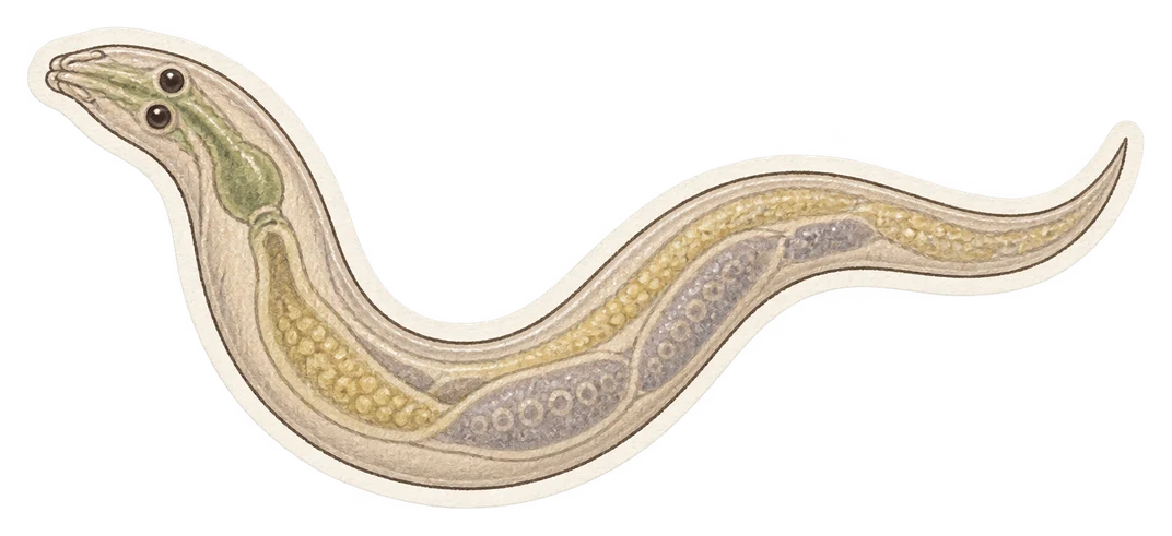 Le nématode élégant (Caenorhabditis elegans)