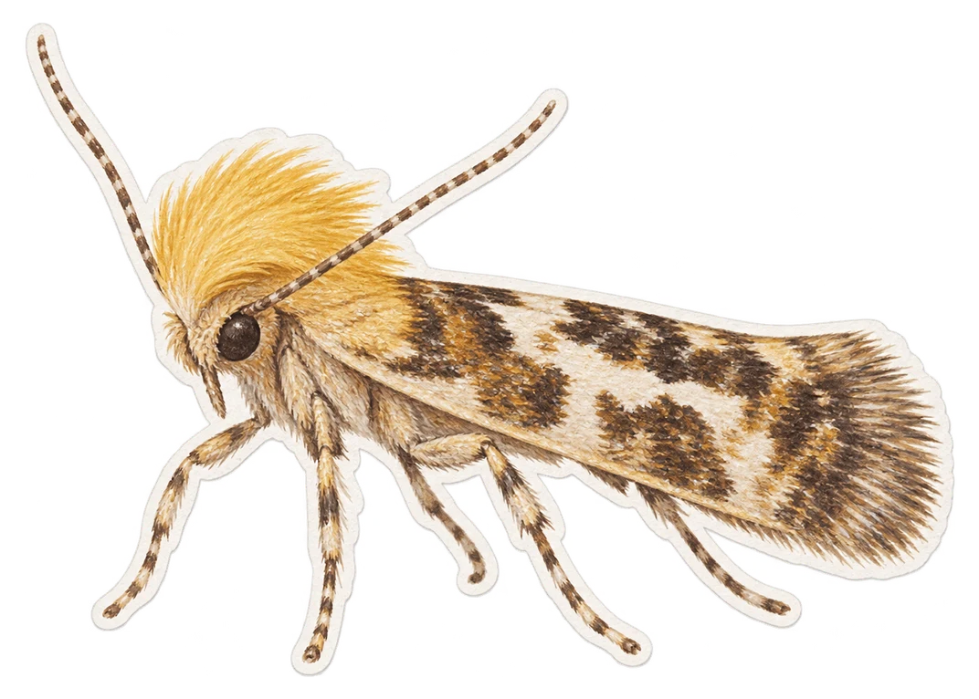 Le neopalpa donaldtrumpi (Neopalpa donaldtrumpi)