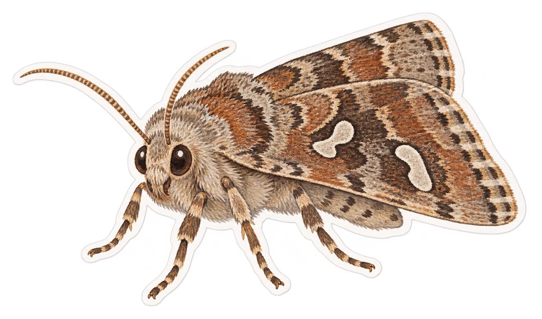 La noctuelle de l'arroche (Trachea atriplicis)