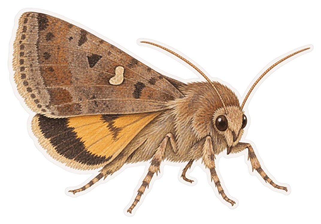 La noctuelle des moissons (Noctua pronuba)