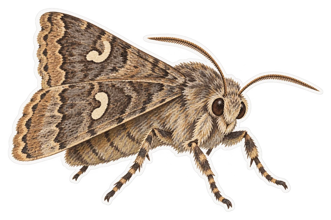 La noctuelle du chou (Mamestra brassicae)