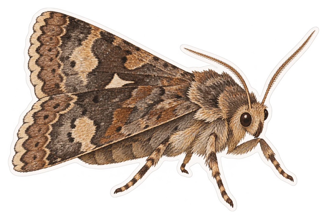La noctuelle pyramide (Amphipyra pyramidea)