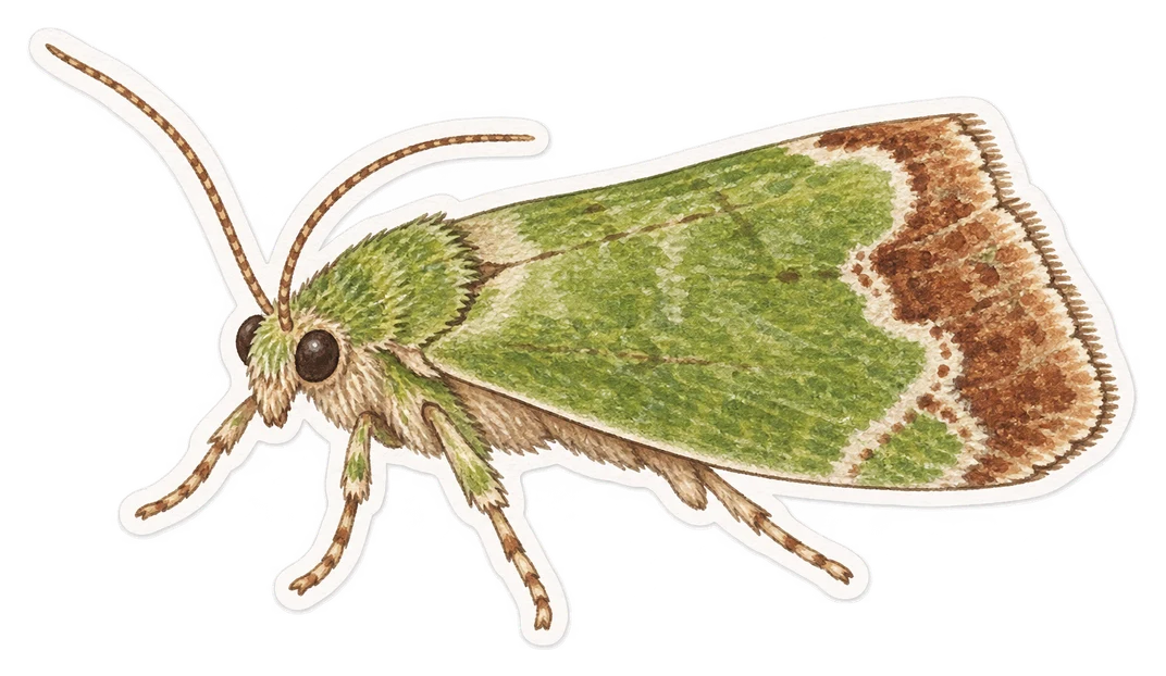 La noctuelle verte (Bena bicolorana)