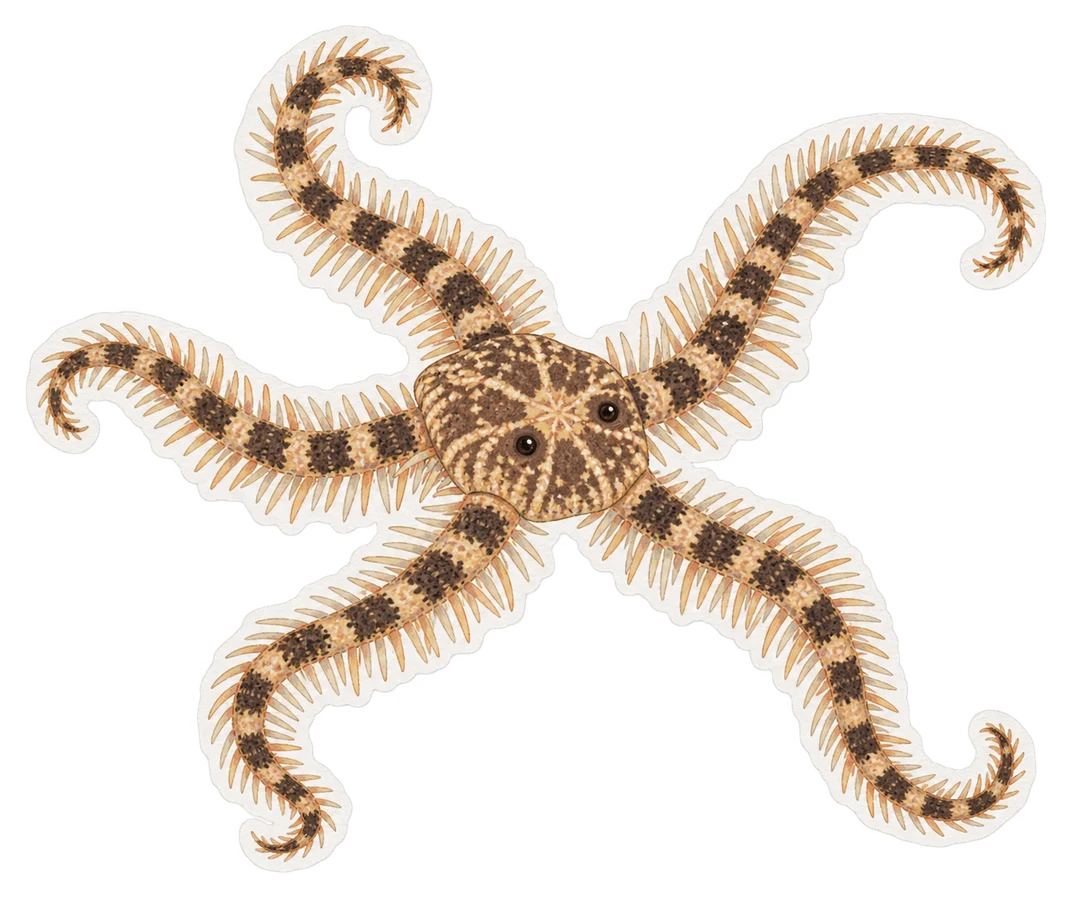 L'ophiure commune (Ophiothrix fragilis)