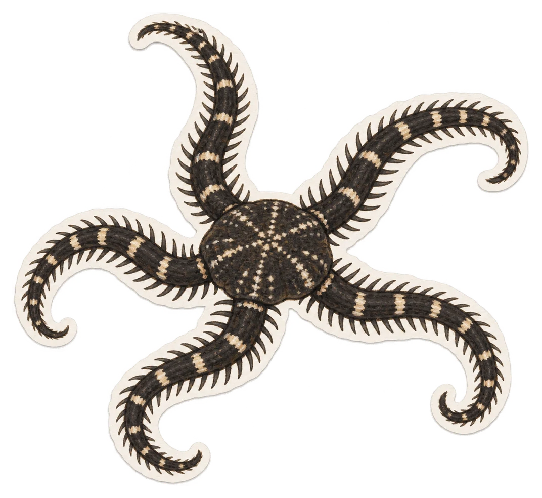 L'ophiure noire (Ophiocomina nigra)