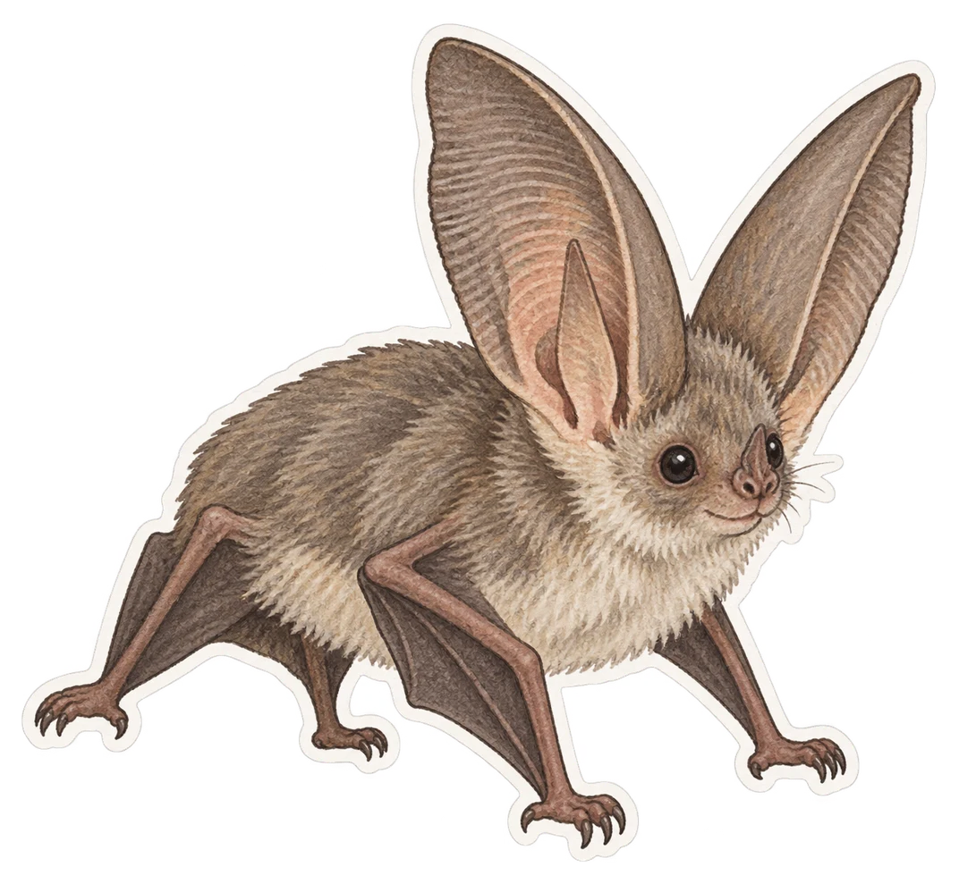 L'oreillard gris (Plecotus austriacus)