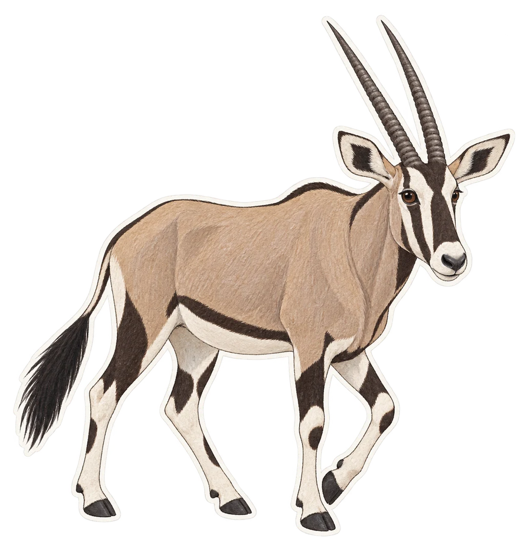 L'oryx beïsa (Oryx beisa)