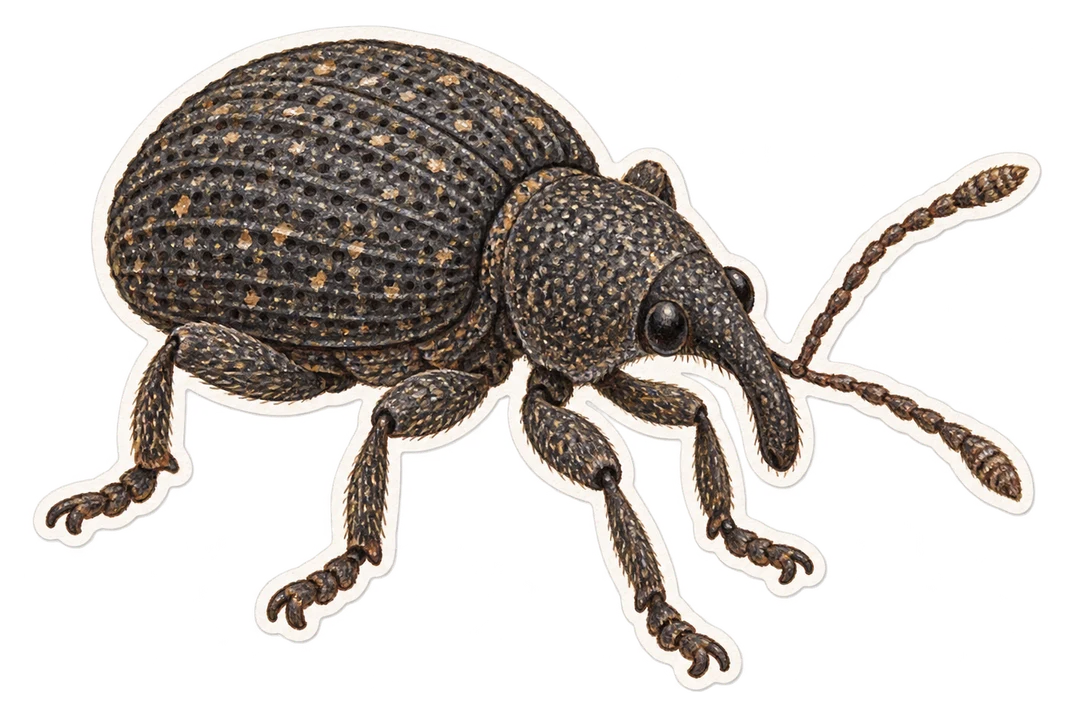 L'otiorhynque de la vigne (Otiorhynchus sulcatus)