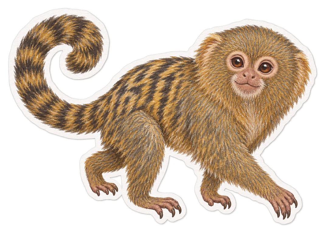 Le ouistiti pygmée (Cebuella pygmaea)