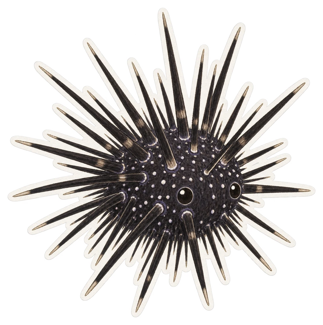 L'oursin diadème (Diadema setosum)