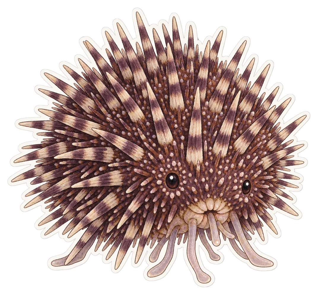 L’oursin granuleux (Sphaerechinus granularis)